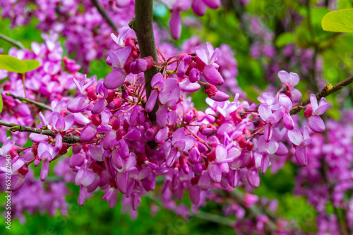 Cercis siliquastrum - blooming Branch with pink flowers against the sky in a botanical garden in Odessa photo