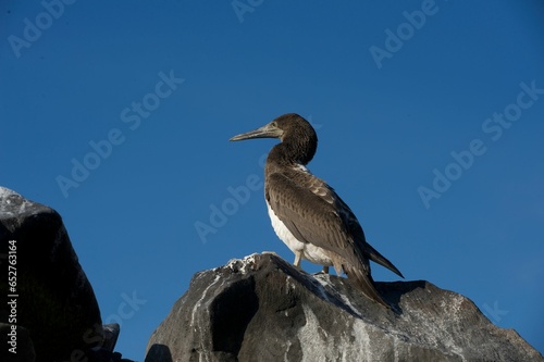 A brown booby on a rock with blue sky.