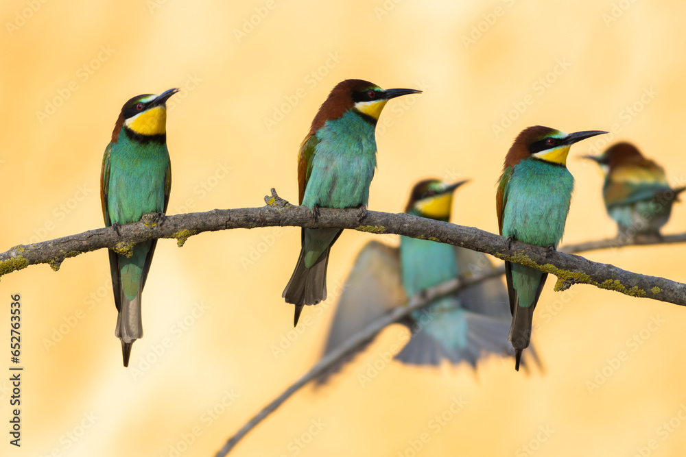 Scenic view of European bee-eaters perched on a branch in a blurred background Scenic view of European bee-eaters perched on a branch in a blurred background