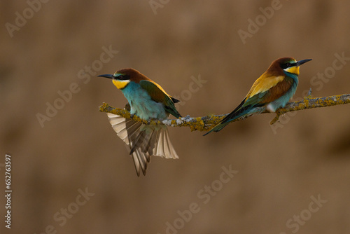 Scenic view of European bee-eaters perched on a branch in a blurred background