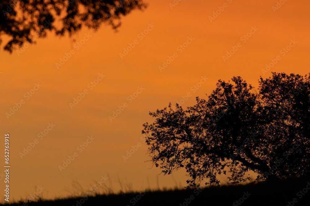 Silhouette of a tree seen in a warm, orange sky