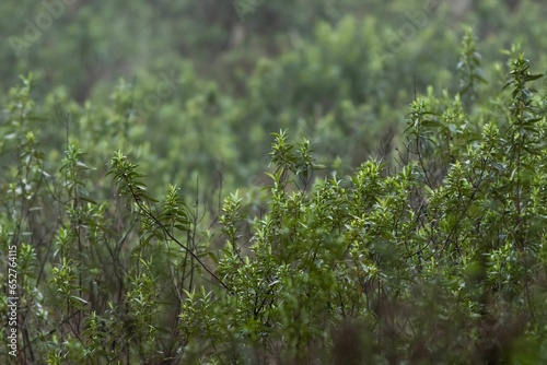 Closeup of a rosemary during a rainy day with a blurry background