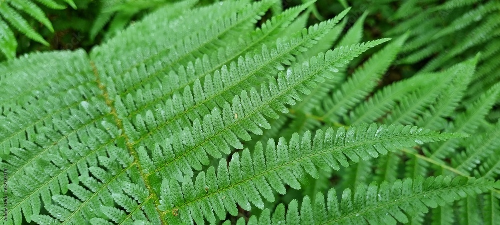 Closeup shot of beautiful green ferns in the forest