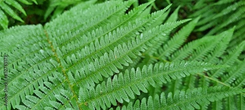 Closeup shot of beautiful green ferns in the forest