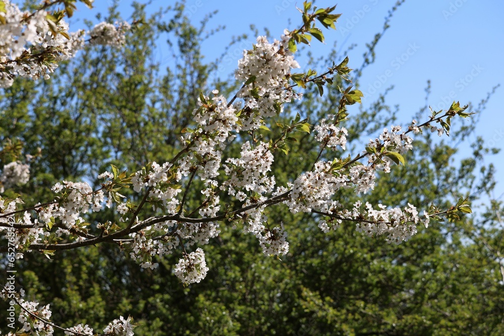 Of fruit trees blooming in the garden on a sunny day Of fruit trees blooming in the garden on a sunny day