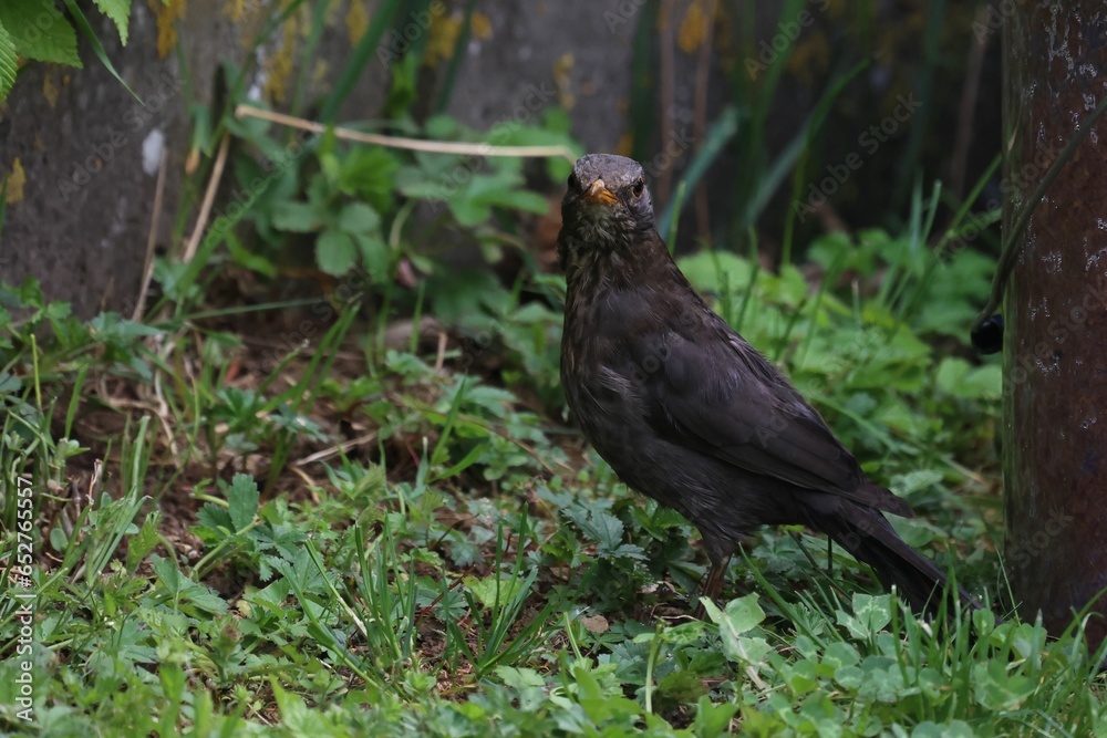 Closeup shot of a thrush standing in the garden on a sunny day Closeup shot of a thrush standing in the garden on a sunny day