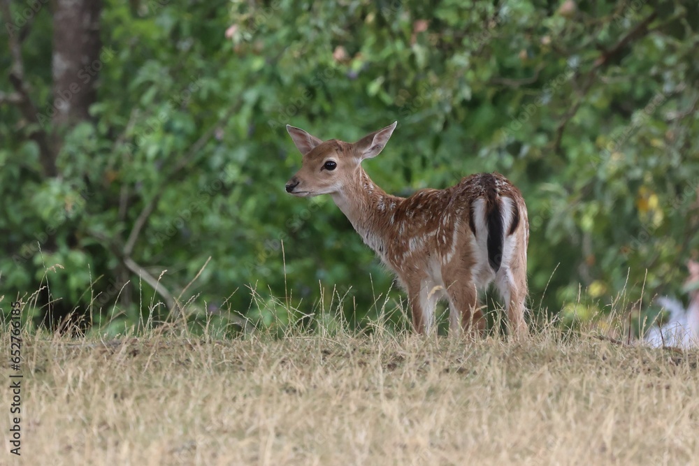 Cute baby deer (Cervidae) standing in a field with trees in the background Cute baby deer (Cervidae) standing in a field with trees in the background