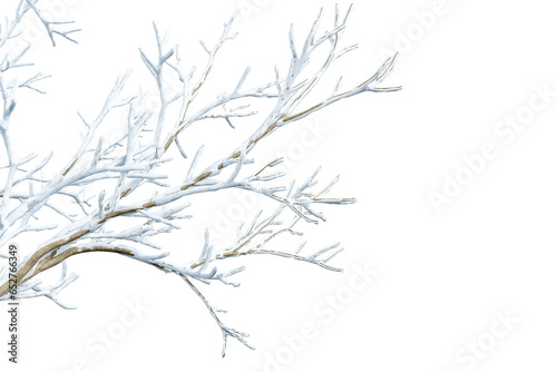 Close up snow covered branches isolated on white