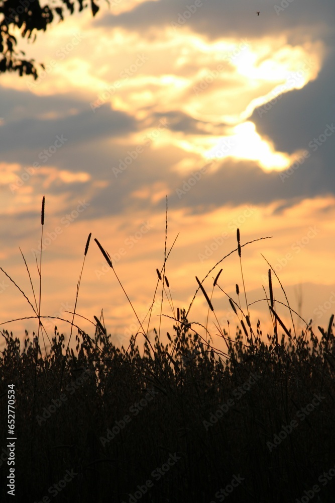 Silhouette of the grass against a clouded sky at sunset Silhouette of the grass against a clouded sky at sunset
