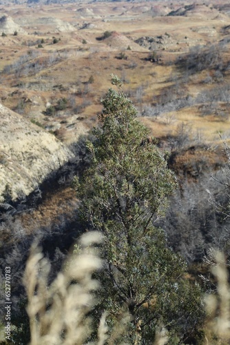 Vertical shot of cupressus forbesii growing in a forest under the sunlight with a blurry background
