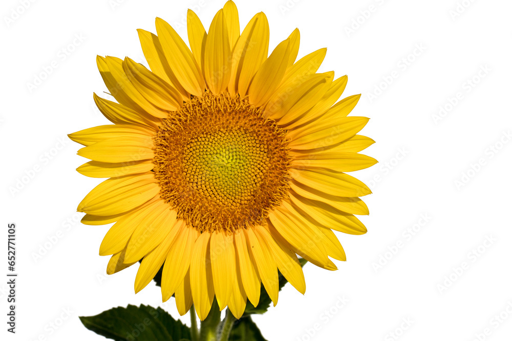 Nature's Spotlight: Sunflower's Brilliance against a White Stage Nature's Spotlight: Sunflower's Brilliance against a White Stage