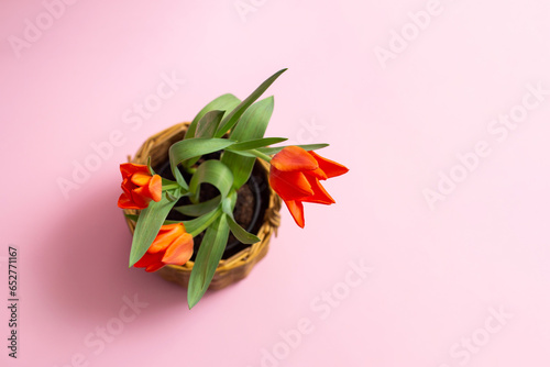 bouquet of tulips. three red tulips in goshka top view, on a pink background