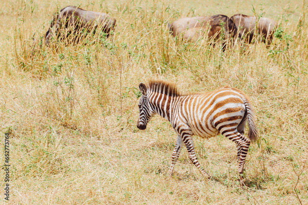 Obraz premium zebra in the savannah