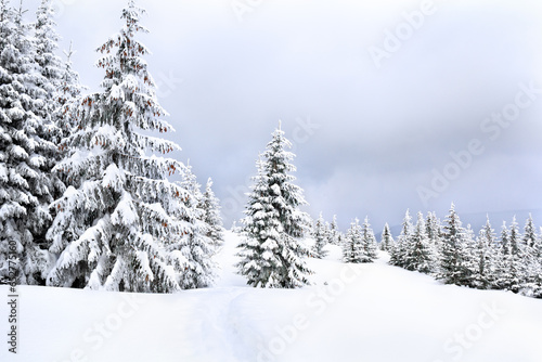 Winter landscape of mountains with path with footprints in snow following in fir forest and glade © Anastasiia Malinich