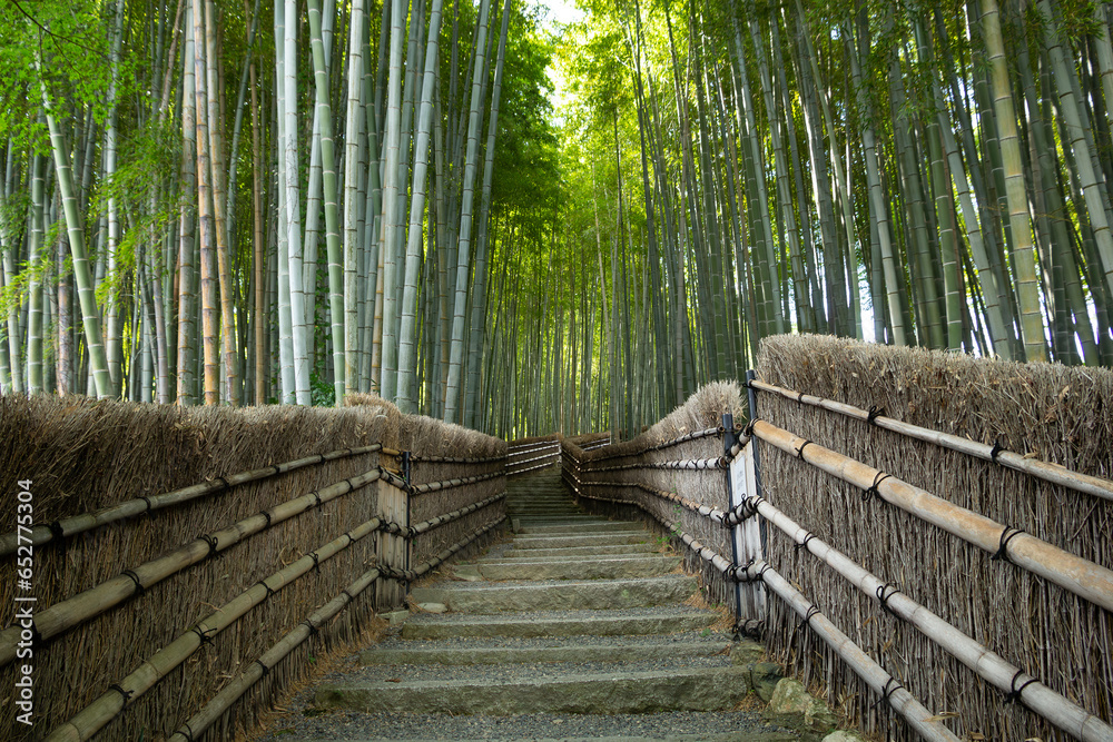 Naklejka premium Bamboo forest in Kyoto