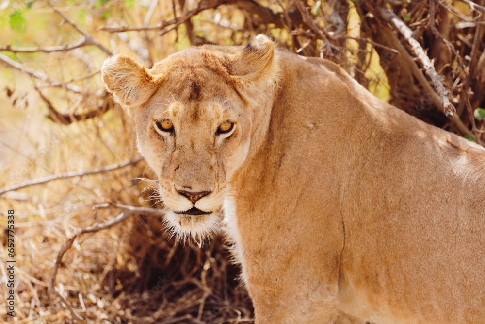 Obraz premium lion in savanna