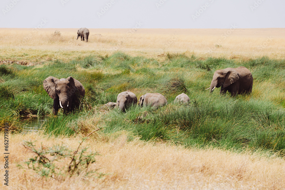 Elephants in Savanna Elephants in Savanna