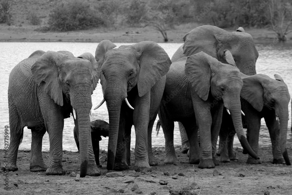 Fototapeta premium Grayscale shot of a herd of elephants gathering near a tranquil body of water