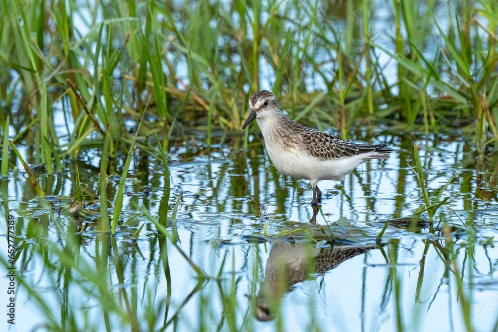Closeup of a ruddy turnstone (Arenaria interpres) perched on green grass on a pond