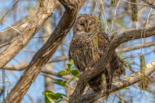 a owl perched on a branch with trees in the background