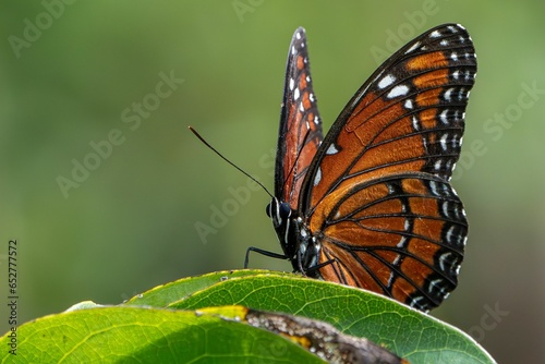 a orange and black butterfly perched on green leaves with a blurred background