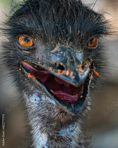 close-up shot of an emu standing in a natural environment photo