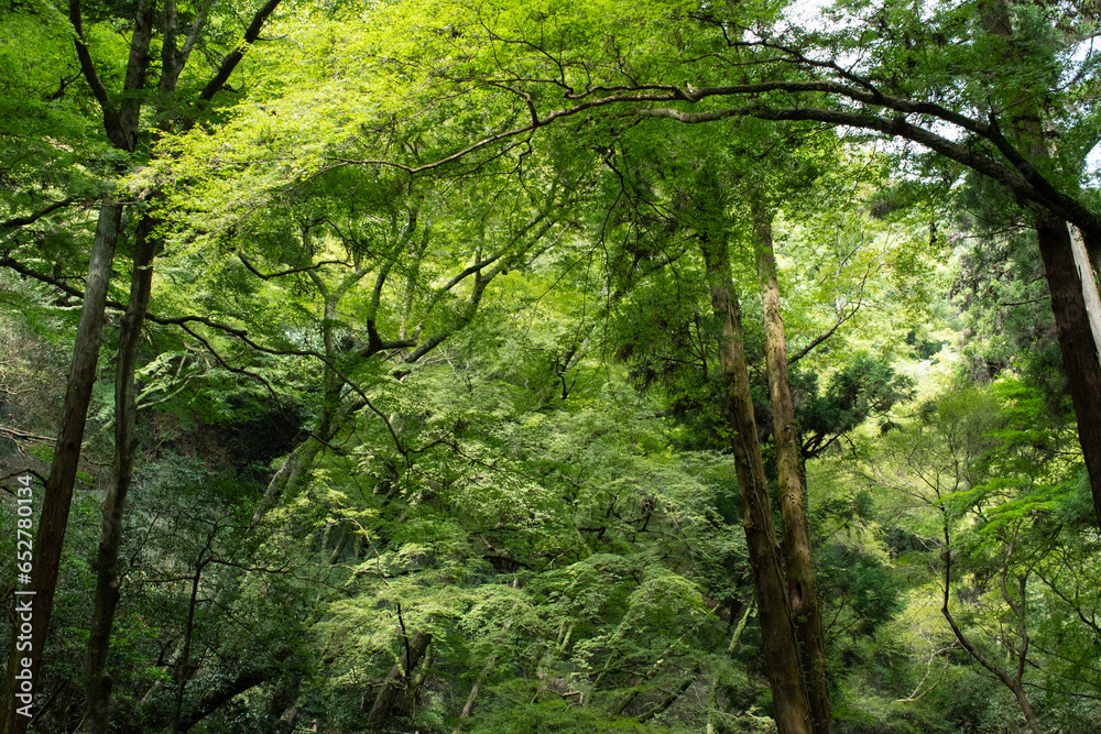 The beautiful forest around the walking path in Minoh, Osaka, Japan