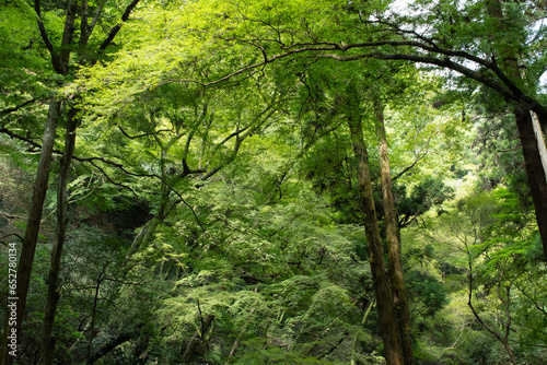 The beautiful forest around the walking path in Minoh, Osaka, Japan