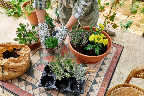 Woman planting autumn composition with calluna vulgaris or erica, leucophyta brownii, hebe armstrongii and yellow daisy in ceramic pot. House garden and balcony decoration with seasonal autumn flowers photo