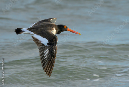Fotografie American oystercatcher (Haematopus palliatus) flying over ocean, Galveston, Texas