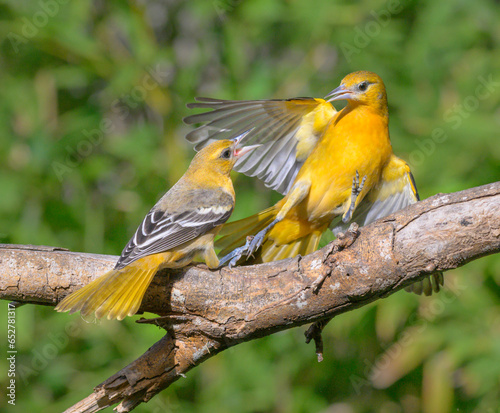 Photos Young baltimore orioles (Icterus galbula) fighting, Galveston, Texas, USA