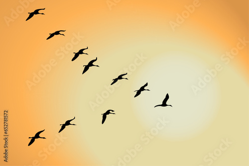 Migration of cranes, goose. Birds cranes flying of sunset.