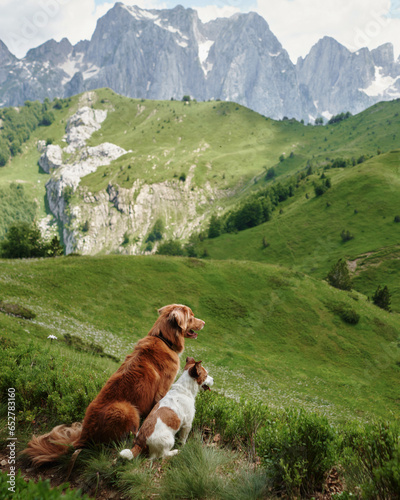 two traveler dogs together in a picturesque valley in the mountains. Nova Scotia Retriever and Jack Russell Terrier on nature