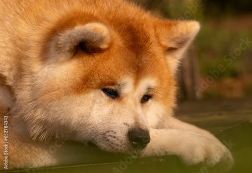 portrait d'un chien pensif