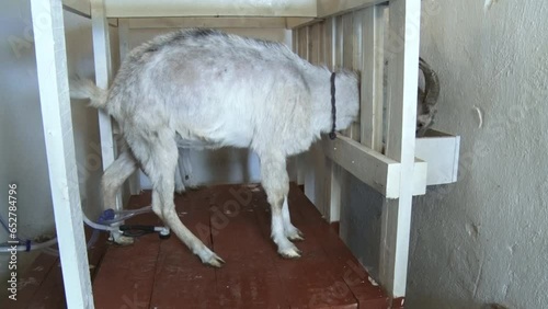 milking machine milking a goat on a farm 3
