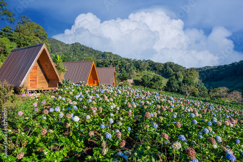 beautiful landscape Hydrangea flower field in Chom Thong District Chiangmai thailand,is one of the best tourism © nopporn