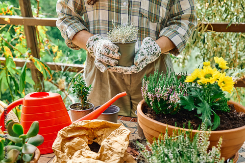 Woman planting autumn composition with calluna vulgaris or erica, leucophyta brownii, hebe armstrongii and yellow daisy in ceramic pot. House garden and balcony decoration with seasonal autumn flowers photo