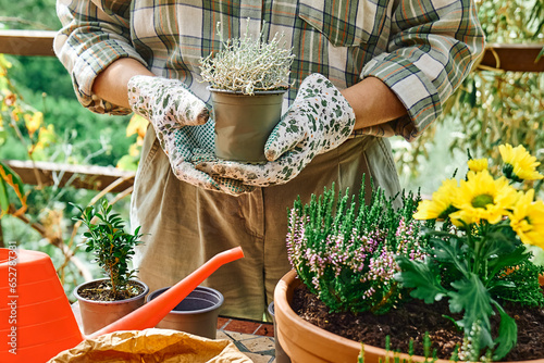 Woman planting autumn composition with calluna vulgaris or erica, leucophyta brownii, hebe armstrongii and yellow daisy in ceramic pot. House garden and balcony decoration with seasonal autumn flowers photo