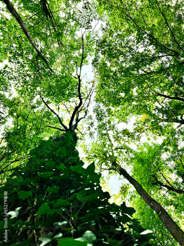 trees in the forest photo