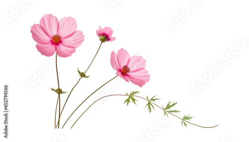 pink flowers isolated on transparent background cutout © Papugrat