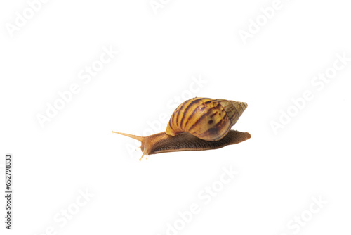 Fotografija Brown land snail crawling slowly on clean white background, side view of gastropod mollusk with striped shell, isolated nature element for biology and education design, garden snail movement