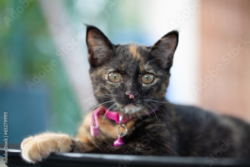 Tableau sur toile Selective focus of a cute tortoiseshell kitten wearing a pink collar with a bell, sitting and looking at the camera with curious eyes, mottled black and orange fur domestic cat
