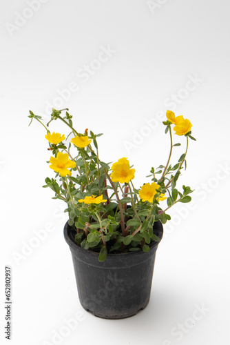 Moss-rose which have yellow color in flowerpot on white background. Plant flower in flowerpot.