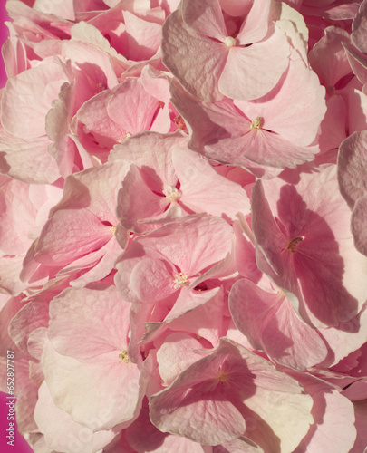 Pink petals of hydrangea flower. Soft pink hortesia natural background. Pink aesthetic. Petals texture. Macro of flowers. Celebration concept. Petals pattern. Textured surface. Love  card  layout.