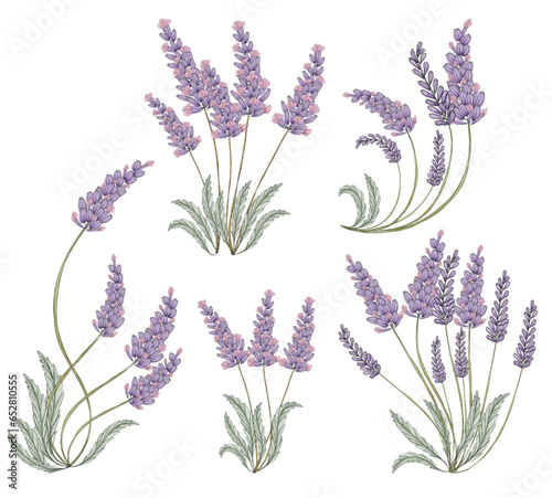  lavender watercolors individual elements transparent background to use in poster compositions and all types of designs for print and digital