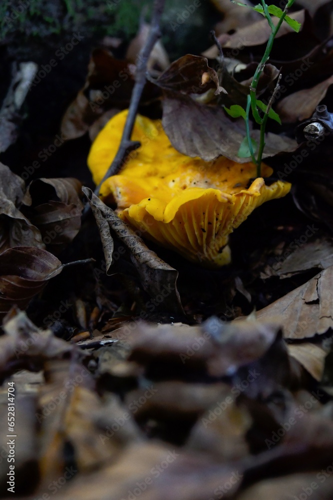 Chanterelles stand out in the autumn undergrowth with their beautiful yellow color