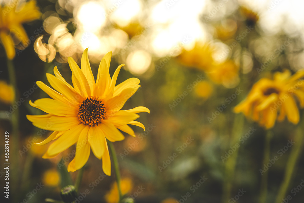 Fototapeta premium Beautiful autumn flowers in sunset background