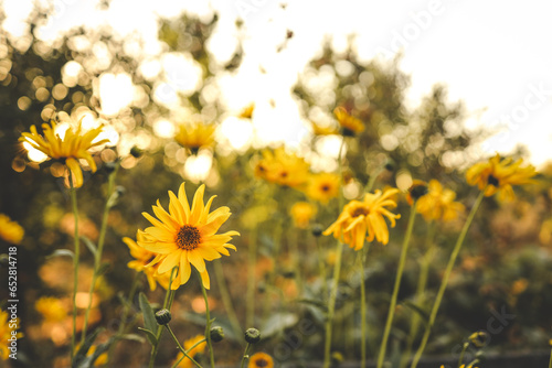 Beautiful autumn flowers in sunset background