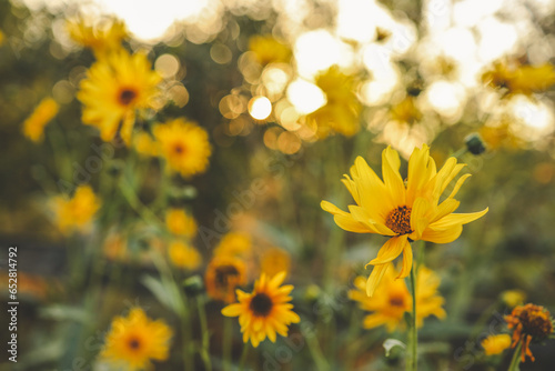 Beautiful autumn flowers in sunset background