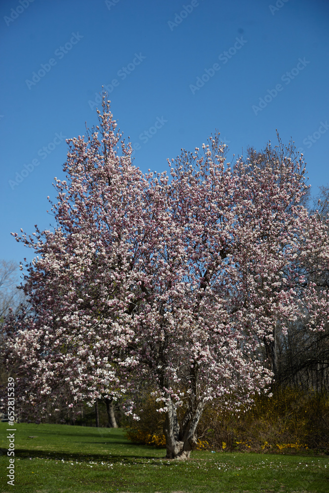 Flowering tree on a bright green field of grass and bright blue sky. Flowering tree on a bright green field of grass and bright blue sky.